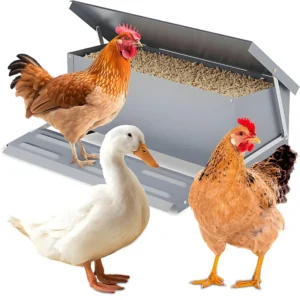 Automatic Feeder, Chicken Feed Trough, Poultry Feeding Box, Chicken Feed Dispenser, Poultry Feeding Equipment, Chick Millet Feed